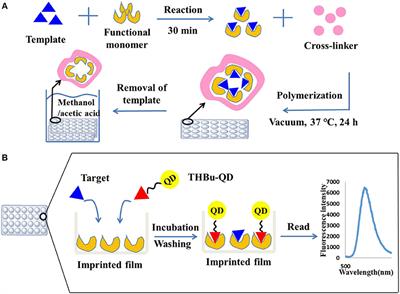 A Novel CdSe/ZnS Quantum Dots Fluorescence Assay Based on Molecularly Imprinted Sensitive Membranes for Determination of Triazophos Residues in Cabbage and Apple